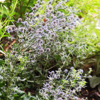 Eryngium Blue Glitter Seed