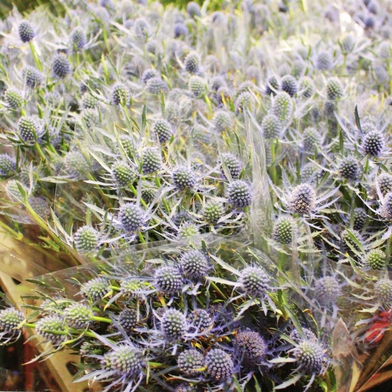 Eryngium Blue Glitter Seed