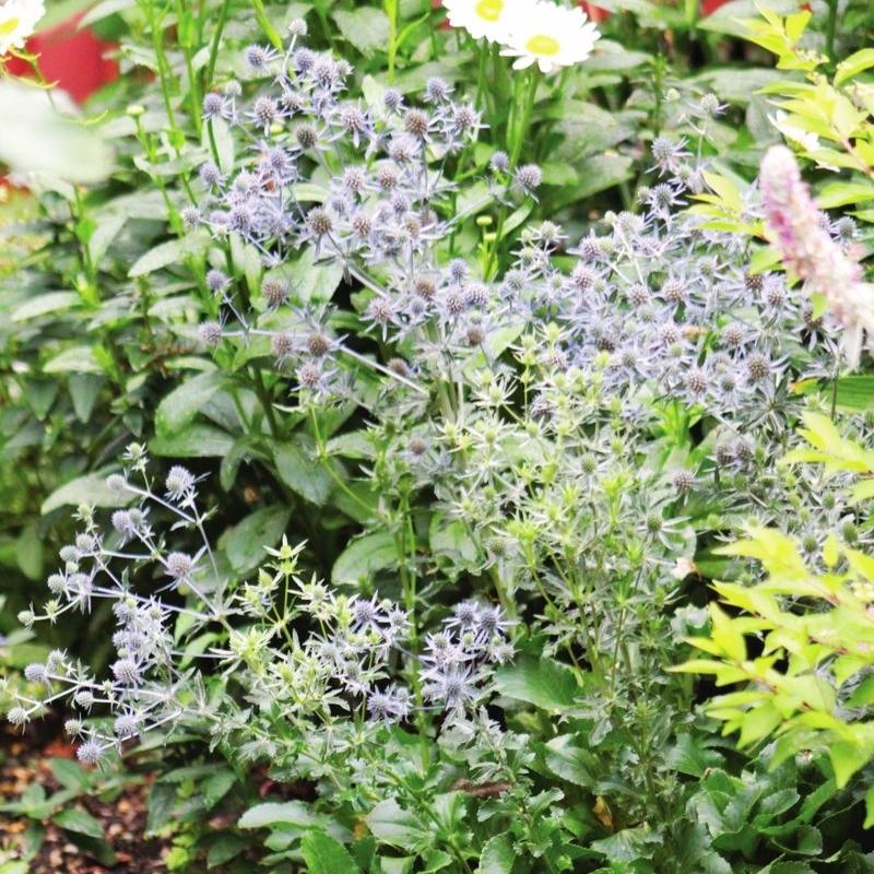 Eryngium Blue Glitter Seed