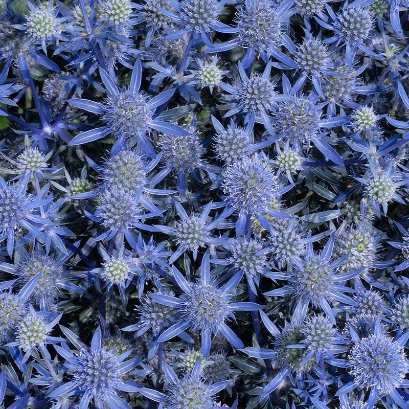 Eryngium Blue Glitter Seed