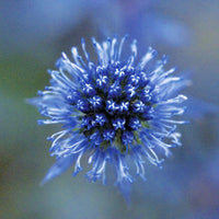 Eryngium Blue Glitter Seed