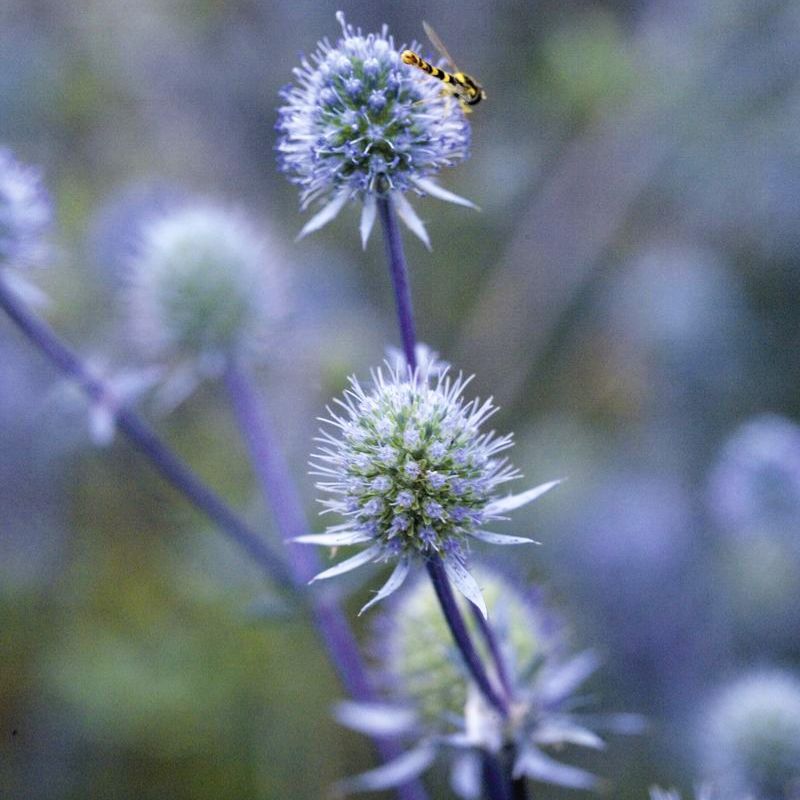 Eryngium Blue Glitter Seed