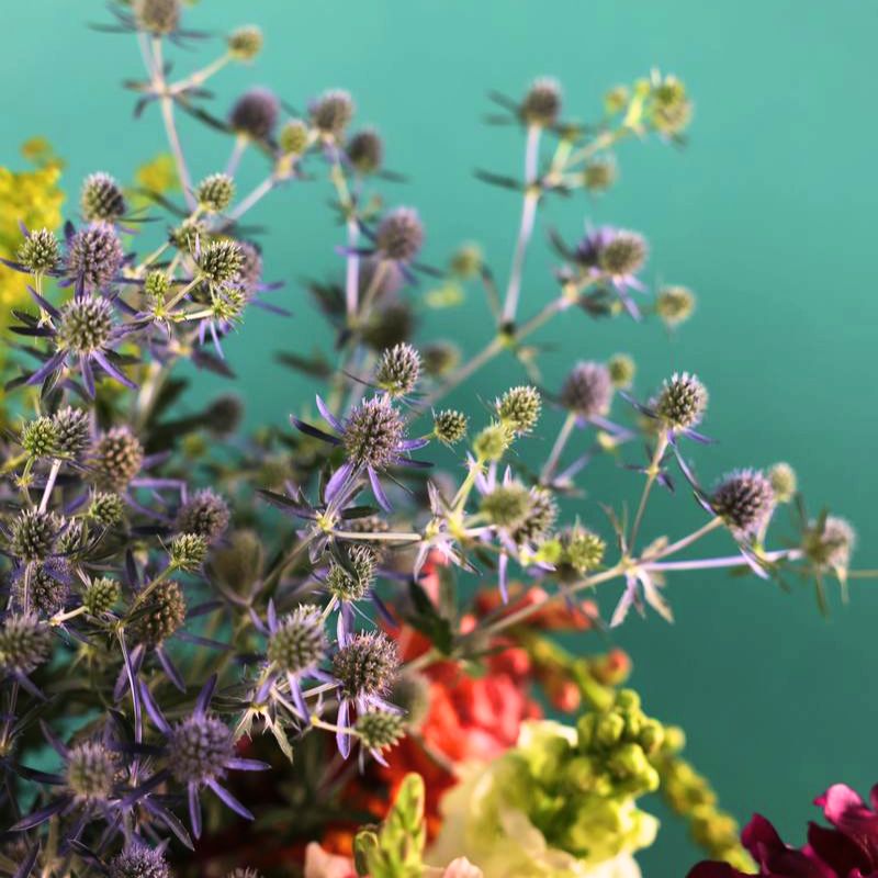 Eryngium Blue Glitter Seed