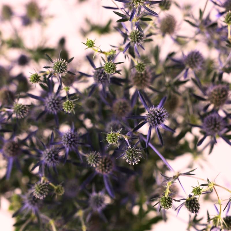 Eryngium Blue Glitter Seed