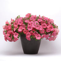 Petunia Easy Wave Coral Reef F1 Seed