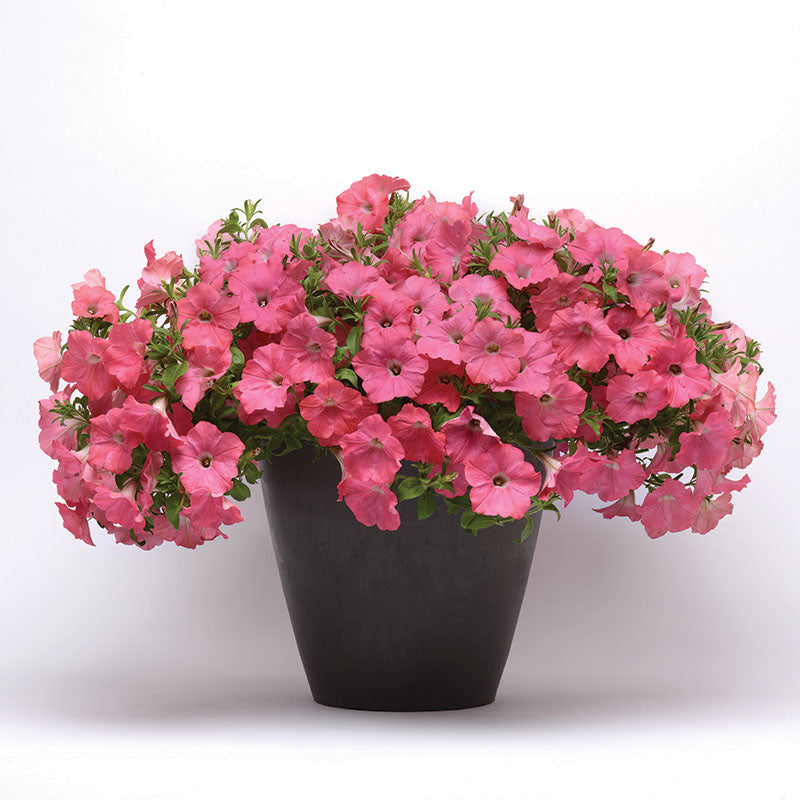 Petunia Easy Wave Coral Reef F1 Seed