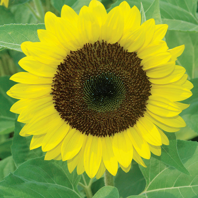 Sunflower Premier Lemon F1 Seed