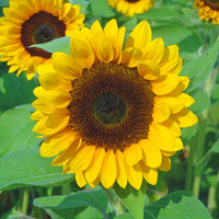 Sunflower Sunrich Summer Orange F1 Seed