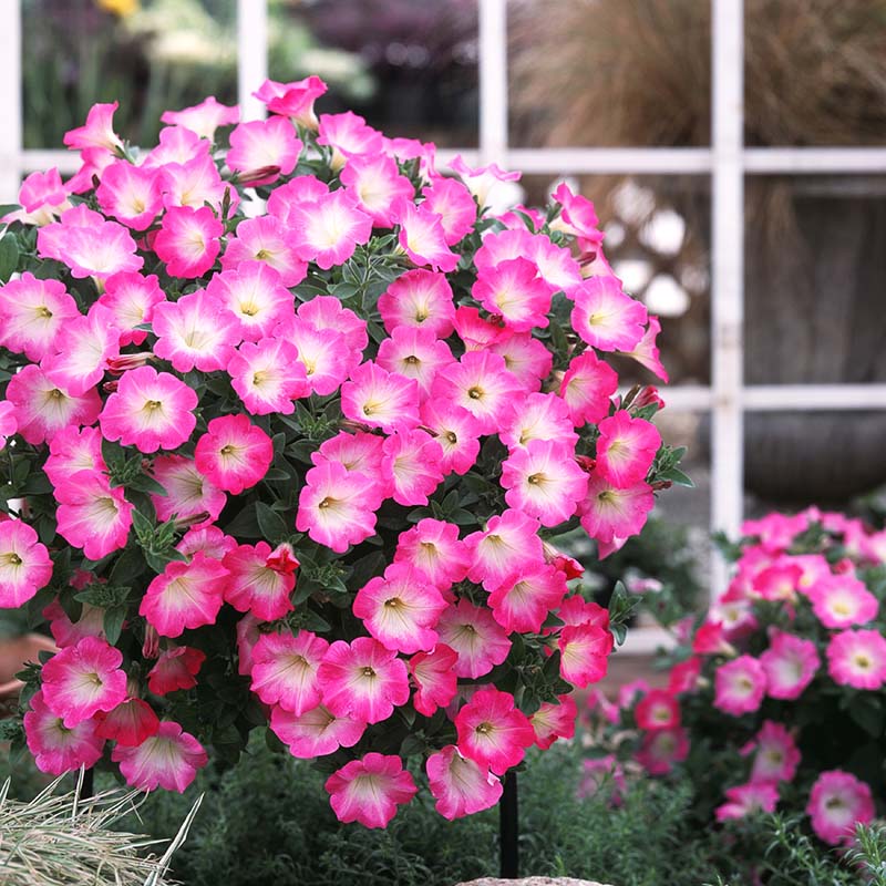 Petunia Opera Supreme Pink Morn F1 Seed