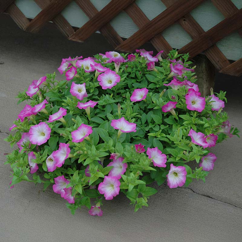 Petunia Opera Supreme Pink Morn F1 Seed