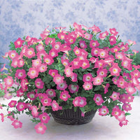 Petunia Opera Supreme Pink Morn F1 Seed