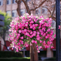 Petunia Opera Supreme Pink Morn F1 Seed