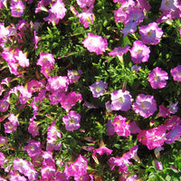 Petunia Opera Supreme Pink Morn F1 Seed