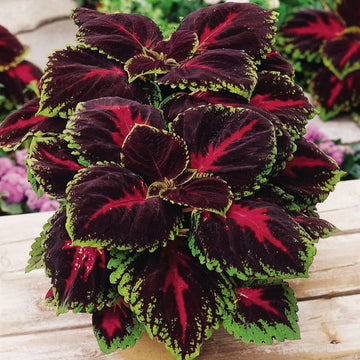 Coleus Kong Red Seed