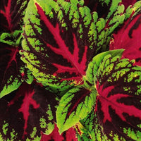 Coleus Kong Red Seed