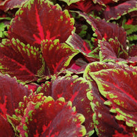 Coleus Kong Red Seed