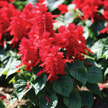 Salvia Mojave Red Seed