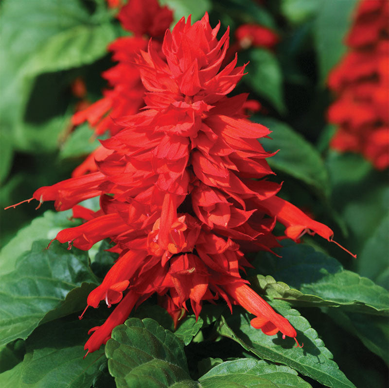 Salvia Mojave Red Seed