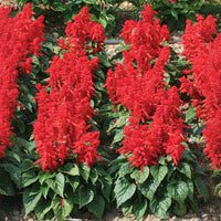 Salvia Mojave Red Seed