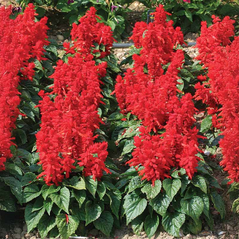 Salvia Mojave Red Seed