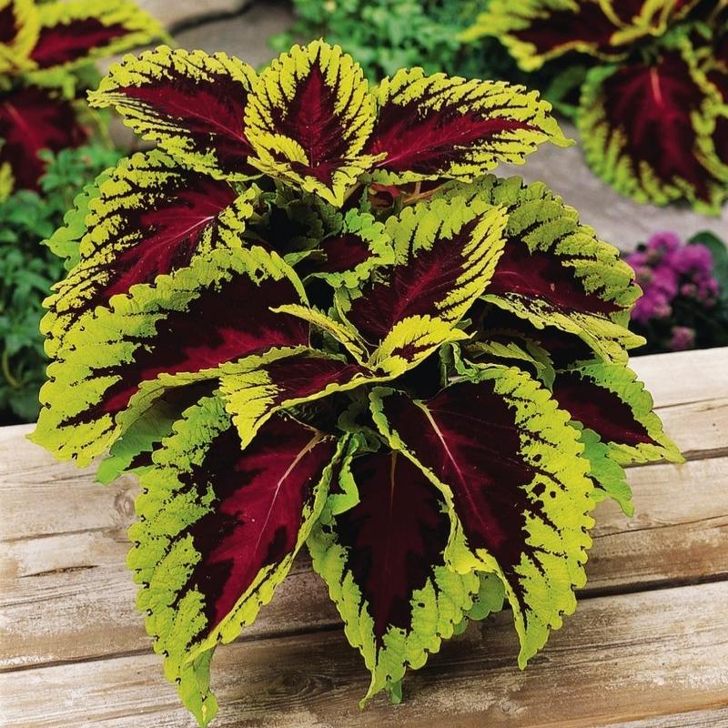 Coleus Kong Rose Seed