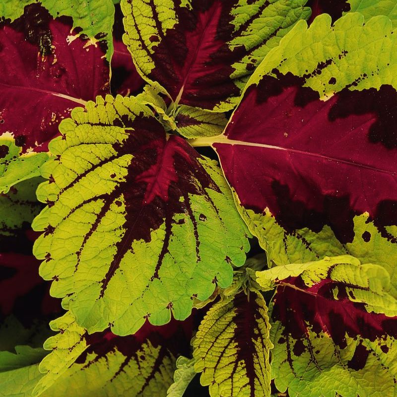 Coleus Kong Rose Seed