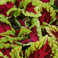 Coleus Kong Rose Seed