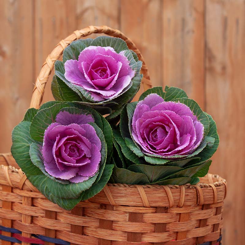 Ornamental Kale Crane Pink F1 Seed