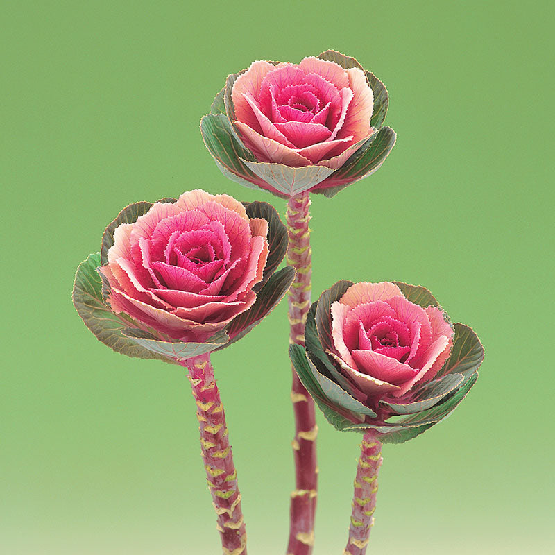 Ornamental Kale Crane Pink F1 Seed