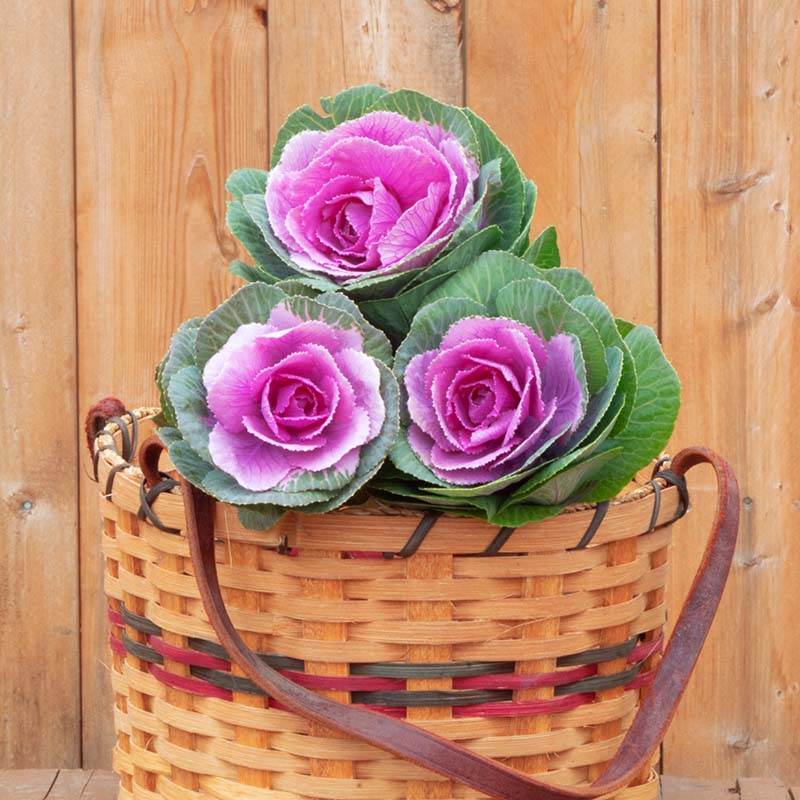 Ornamental Kale Crane Pink F1 Seed