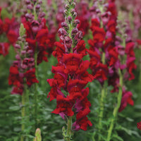 Snapdragon Potomac Royal F1 Seed