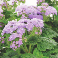 Ageratum Blue Planet F1 Seed