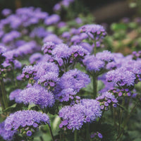 Ageratum Blue Planet F1 Seed