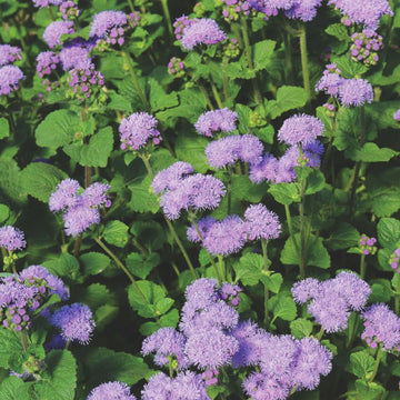 Ageratum Blue Planet F1 Seed