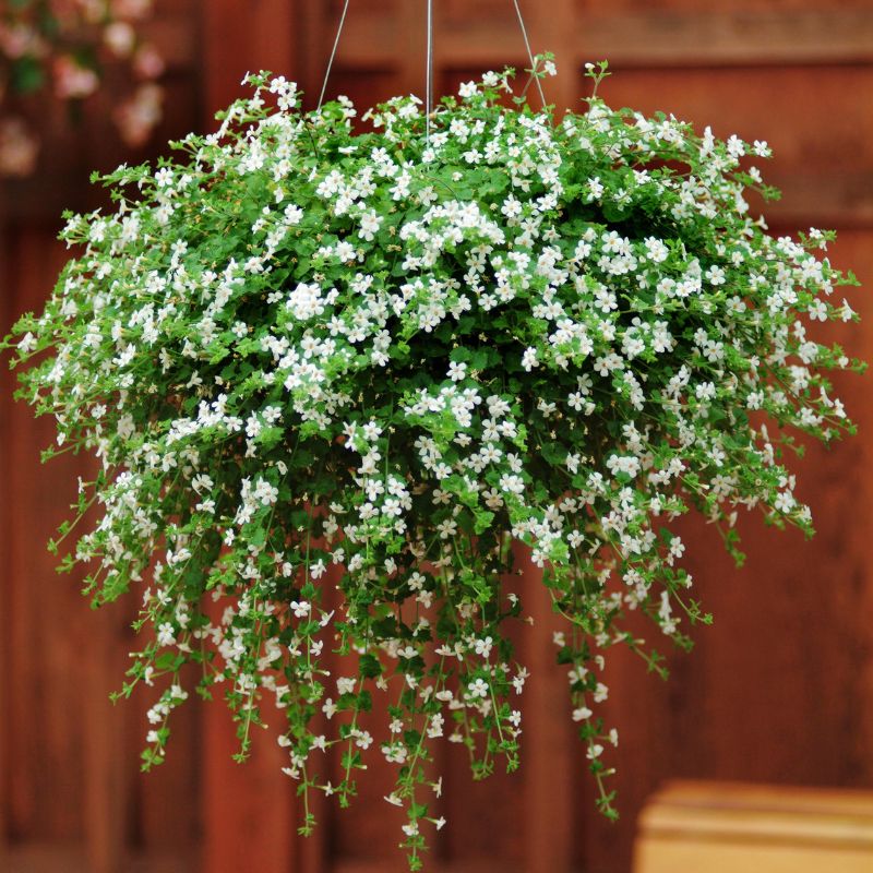 Bacopa Snowtopia® Seed