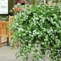 Bacopa Snowtopia® Seed