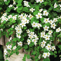 Bacopa Snowtopia® Seed