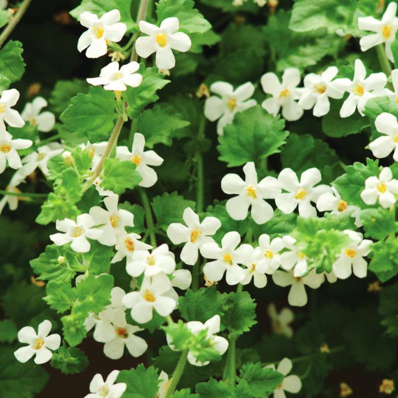 Bacopa Snowtopia® Seed