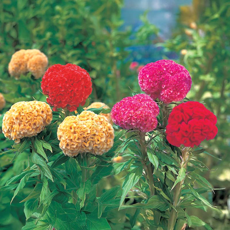 Celosia Kurume Mix Seed