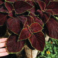 Coleus Chocolate Mint Seed