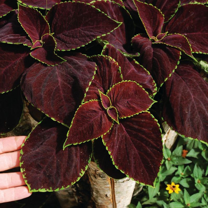 Coleus Chocolate Mint Seed