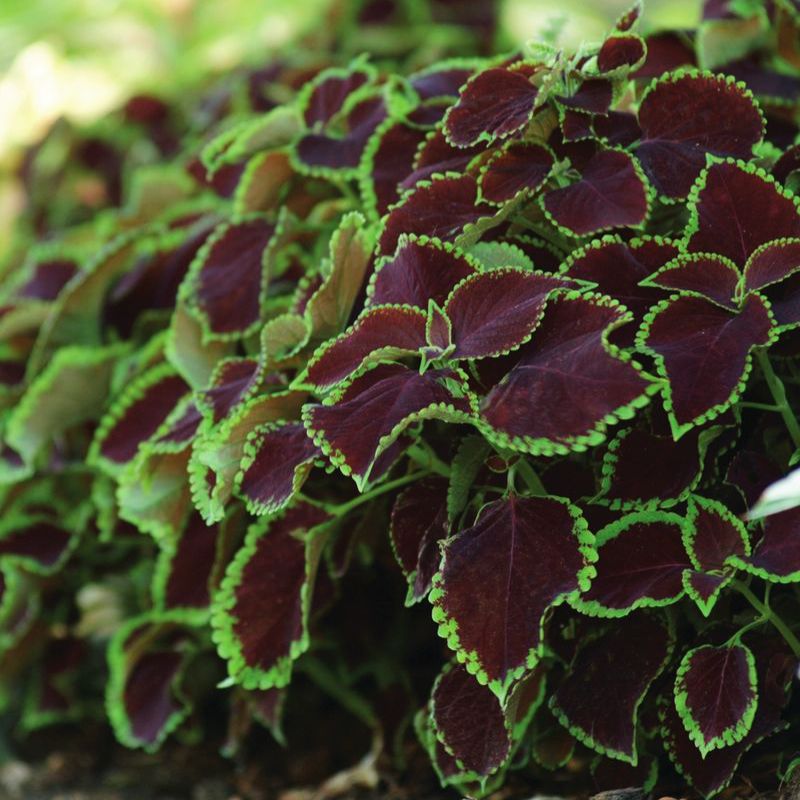 Coleus Chocolate Mint Seed