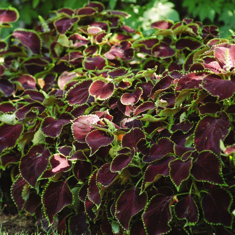 Coleus Chocolate Mint Seed