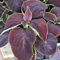 Coleus Chocolate Mint Seed