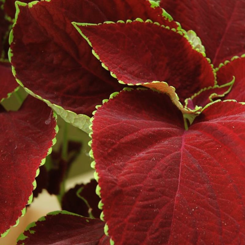 Coleus Chocolate Mint Seed