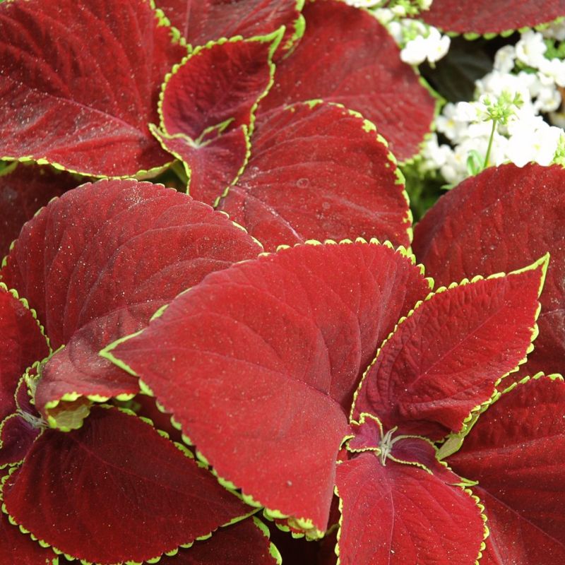 Coleus Chocolate Mint Seed