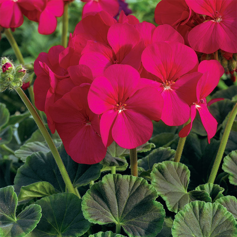 Geranium Bulls Eye Mix F1 Seed