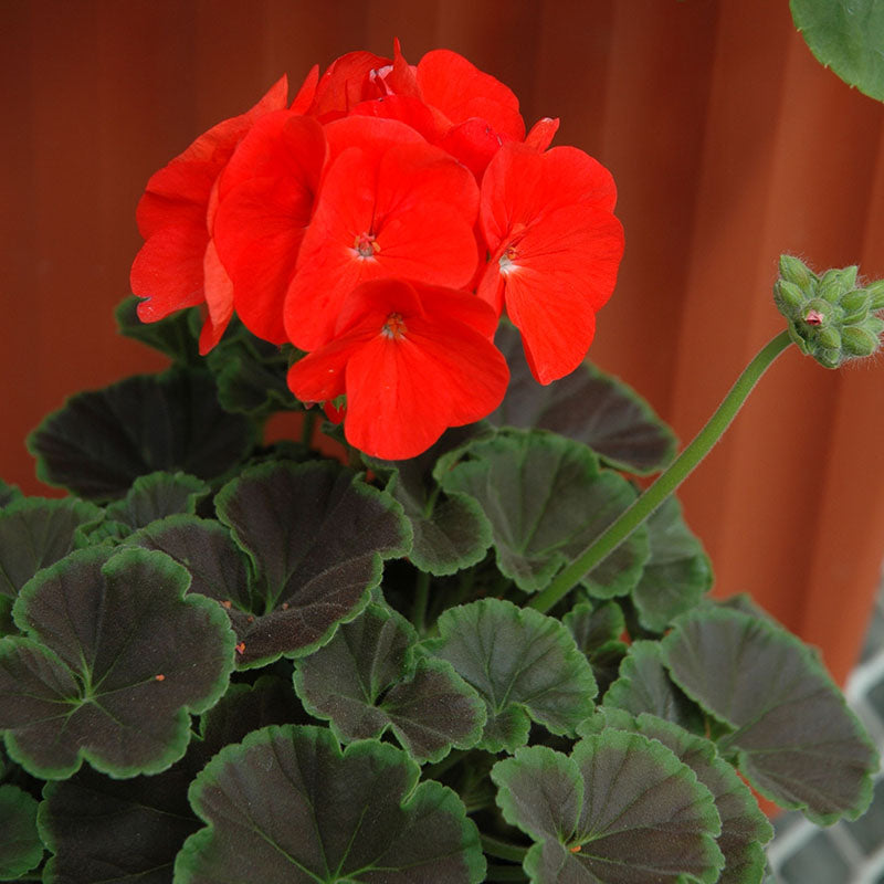 Geranium Bulls Eye Mix F1 Seed