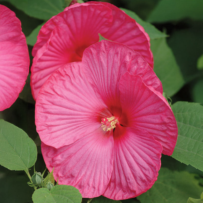 Hibiscus Luna Mix F1 Seed