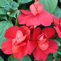 Impatiens Athena Mix F1 Seed